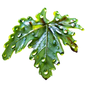 Oak Leaf Dewdrops Png 52 PNG Image