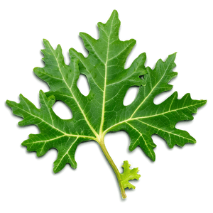Oak Leaf Veins PNG 97 PNG image with transparent background