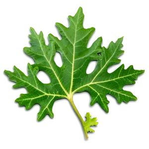 Oak Leaf Veins Png 97 PNG Image