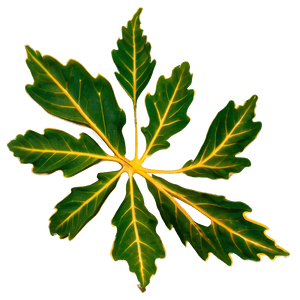Oak Leaf Veins PNG qyc68 PNG image with transparent background