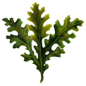 Oak Leaves PNG skk PNG image with transparent background