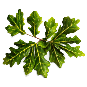 Oak Leaves PNG uyq PNG image with transparent background