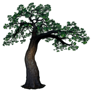 Oak Tree at Dawn PNG 06262024 PNG image with transparent background