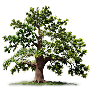 Oak Tree Line Art PNG 06262024 PNG image with transparent background
