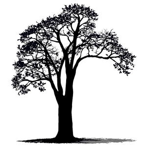 Oak Tree Silhouette at Sunset PNG mvc6 PNG image with transparent background