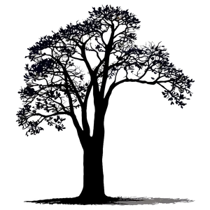 Oak Tree Silhouette At Sunset Png Mvc6 PNG Image