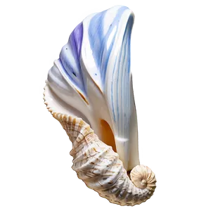 Ocean Shells Assortment Png Tta47 PNG Image