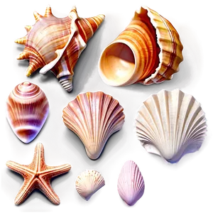 Ocean Shells Assortment Png Wcq43 PNG Image