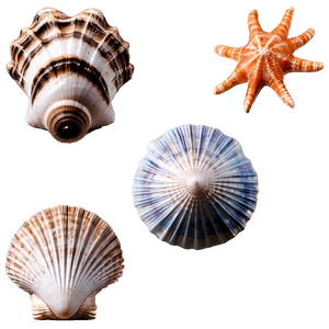 Oceanic Seashells PNG uhb PNG
