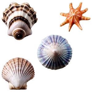 Oceanic Seashells Png Uhb PNG Image