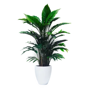 Office Floor Plant Png 44 PNG Image