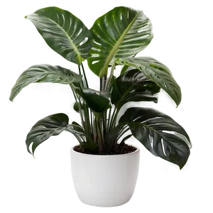 Office Floor Plant Png Rty PNG Image