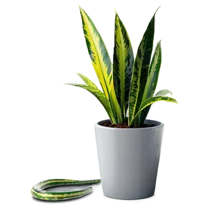 Office Snake Plant Png Pto49 PNG Image