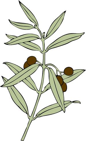 Olive Branch Peace Symbol Png, Transparent Png PNG with transparent background