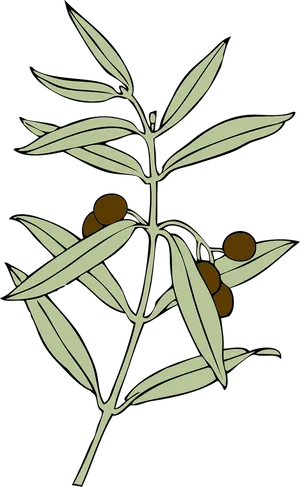 Olive Branch Illustration PNG Image