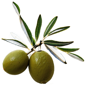 Olive Branch PNG 43 PNG image with transparent background