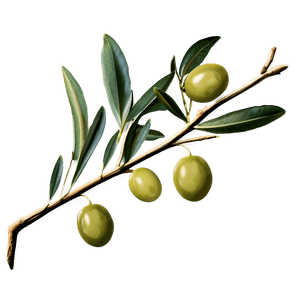 Olive Branch PNG 93 PNG image with transparent background