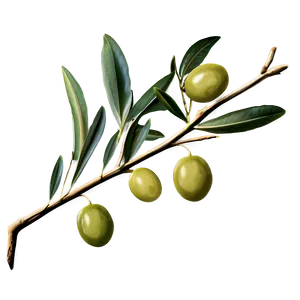 Olive Branch Png 93 PNG Image