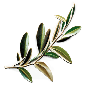 Olive Branch PNG fty36 PNG