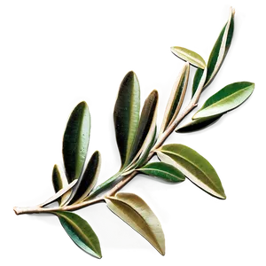 Olive Branch Png Fty36 PNG Image