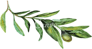 Watercolor Olive Branch Png - Russian Olive, Transparent Png PNG with transparent background
