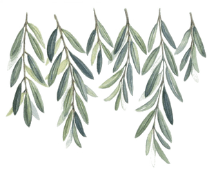 Olive Watercolor Painting Branch Willow Free Clipart - Olive Branch Invitation Template, HD Png Download PNG image with transparent background