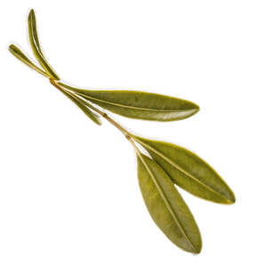 Olive Leaf Extract PNG 05242024 PNG image with transparent background