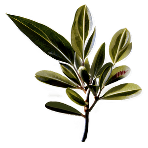 Olive Leaf Extract PNG 05242024 PNG image with transparent background