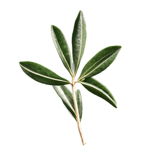 Olive Leaf Extract PNG 22 PNG image with transparent background