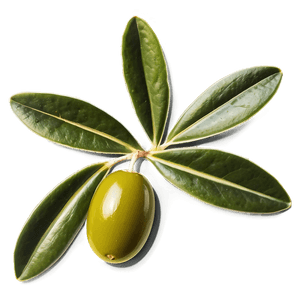 Olive Leaf Extract PNG plb60 PNG image with transparent background