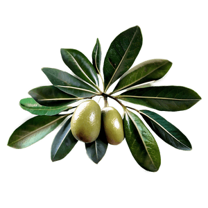 Olive Leaves PNG 72 PNG image with transparent background