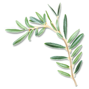 Olive Leaves PNG ffv PNG image with transparent background