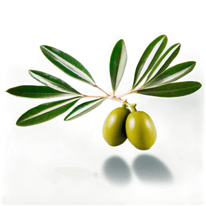 Olive Leaves PNG lkn PNG image with transparent background