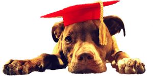 Olive Shiplett Pitbull Pittbull Lawn Care - Pitbull Flower Crown Transparent Png, Png Download PNG image with transparent background