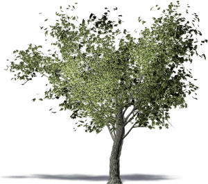 Olive Tree - Olive Tree Transparent Png, Png Download PNG with transparent background