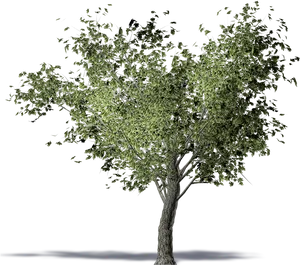 Olive Tree Illustration PNG Image