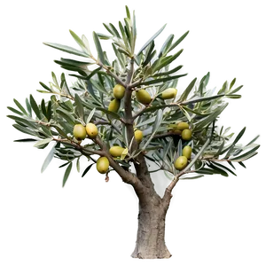 Olive Tree Png Hei PNG Image