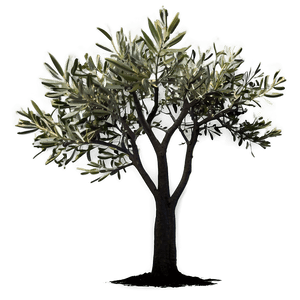 Olive Tree Silhouette PNG 17 PNG image with transparent background