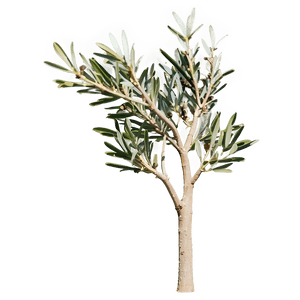 Olive Tree Silhouette PNG mgh PNG image with transparent background