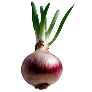Onion Bulb Growing PNG 06122024 PNG image with transparent background