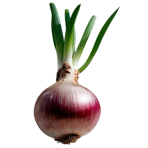 Onion Bulb Growing Png 06122024 PNG Image