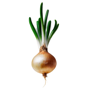 Onion Bulb Growing PNG 93 PNG image with transparent background