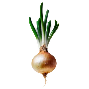 Onion Bulb Growing Png 93 PNG Image