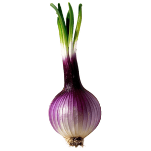 Onion Bulb Growing PNG hla9 PNG image with transparent background