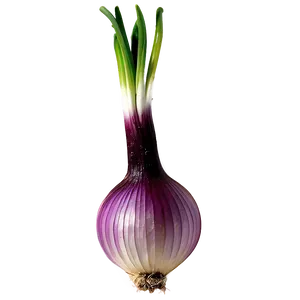 Onion Bulb Growing Png Hla9 PNG Image