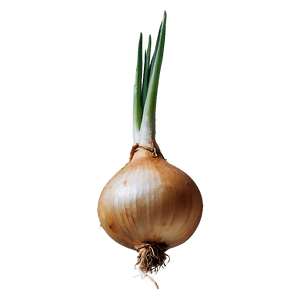 Onion Bulb Growing PNG xhg PNG image with transparent background