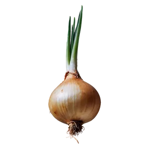 Onion Bulb Growing Png Xhg PNG Image