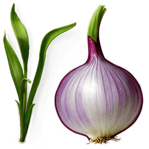 Onion Plant Illustration PNG 06122024 PNG image with transparent background