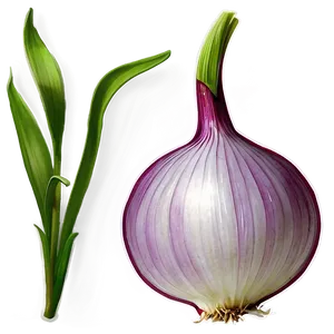 Onion Plant Illustration Png 06122024 PNG Image