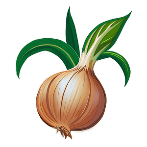 Onion Plant Illustration PNG fpb PNG image with transparent background